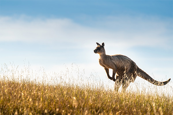Kangaroo Island Südaustralien Tierparadies