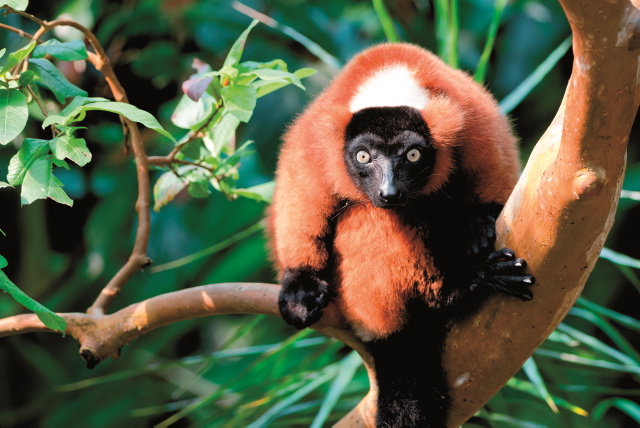 Madagaskar Masoala Trekking Masoala Regenwald Rundreise Höhepunkte