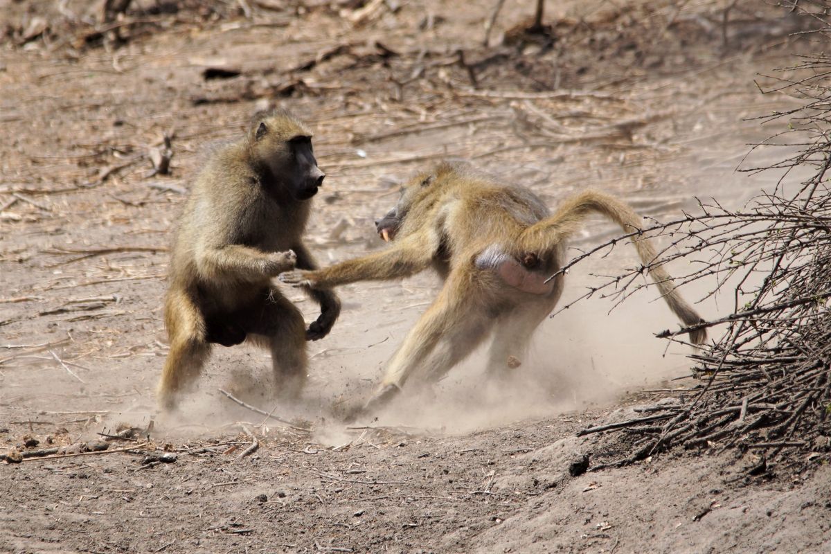 Tiere 10 Affenkampf bei Kanga_Web.jpg