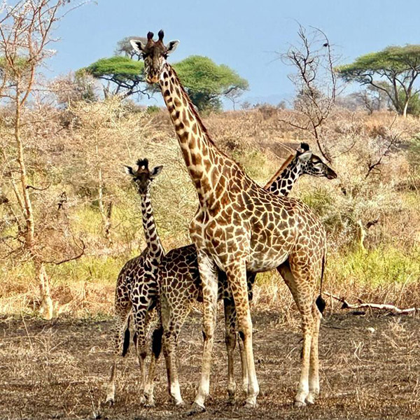 Giraffenfamilie_web2.jpg