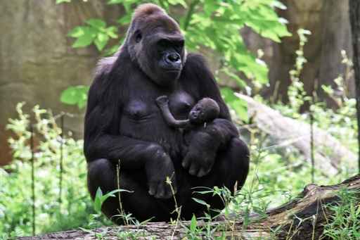 Ruanda Gorillas Volcanoes Nationalpark Gorilla-Tracking Erlebnis