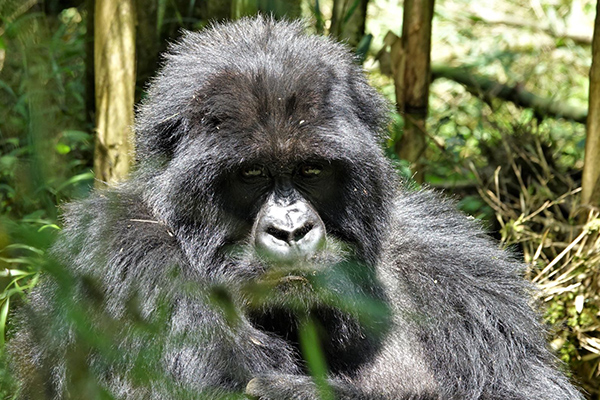 Ruanda_Gorilla_AMPS_600x400_web.jpg