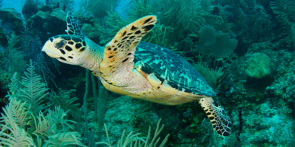 Meeresschildkröte-Belize-Riff_shutterstock_2011881893_600x300.jpg