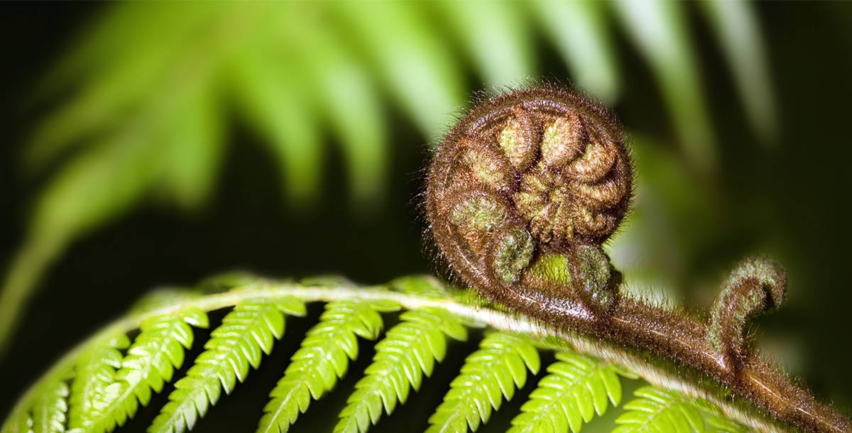 Koru_we-are-in-this-together_1200x610