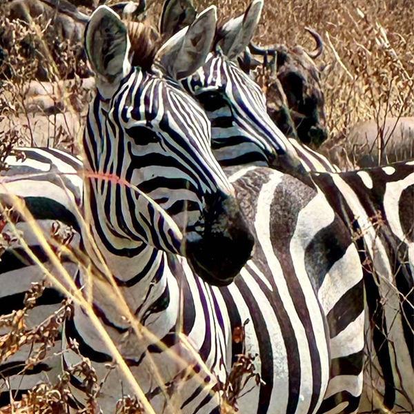 Zebra-Paar-von-vorne-seitlich-schauend_web2.jpg