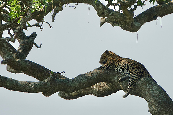 Leopard-auf-Baum_web2.jpg