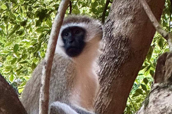 Meerkatze-in-Arumeru-River-Lodge_web2.jpg