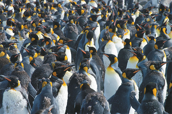 Antarktis Expedition Falklandinseln Südgeorgien Kreuzfahrt
