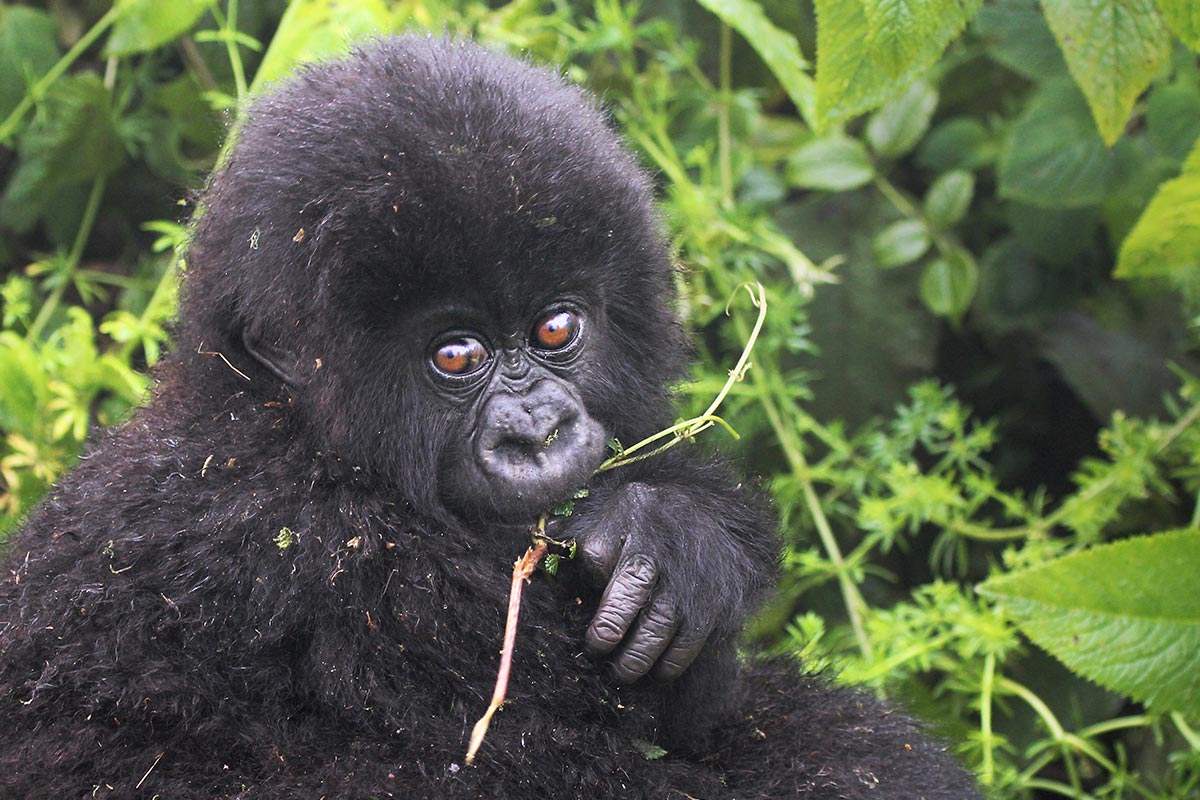 Ruanda Traumreise Berggorillas Wandern Nationalparks Regenwälder Tierwelt Angebot