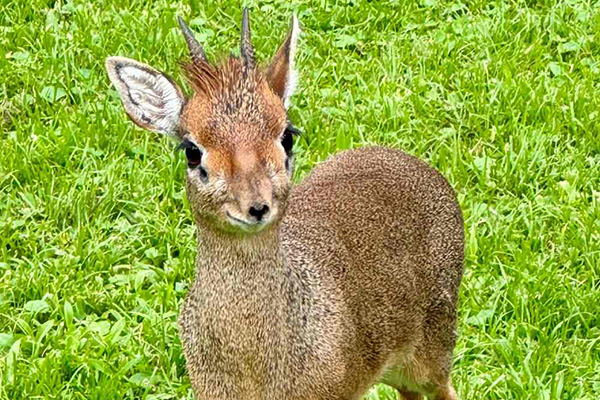 Dikdik-einzeln_web2.jpg