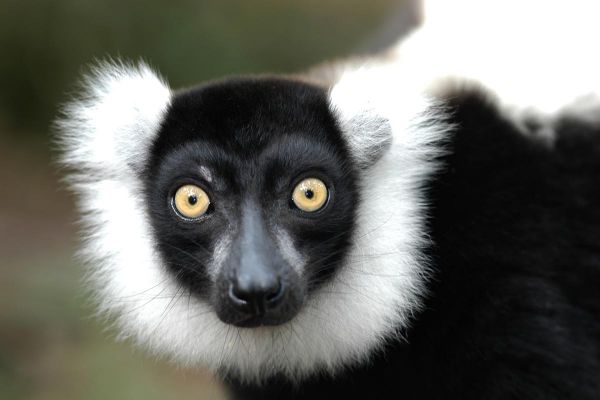 Kleingruppenrundreise Madagaskar Lemuren 